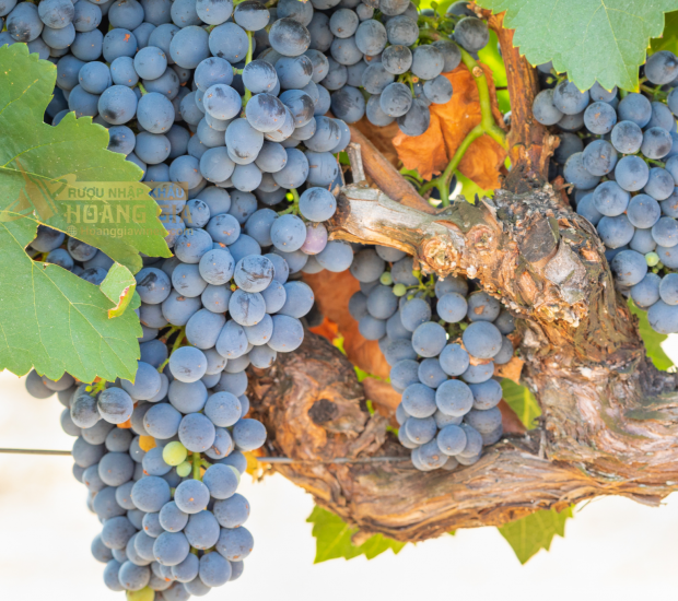 Giống nho Turchetta cổ và hiếm hoi của vùng Veneto Ý