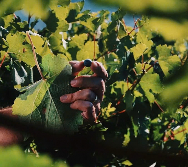 Những giống nho phổ biến nhất để sản xuất rượu vang đỏ