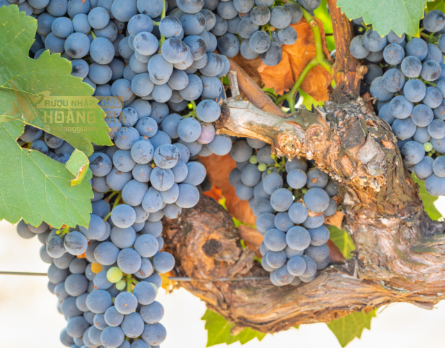 Giống nho Turchetta cổ và hiếm hoi của vùng Veneto Ý