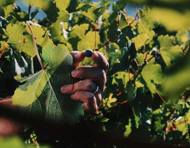 Những giống nho phổ biến nhất để sản xuất rượu vang đỏ